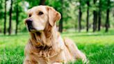 Golden Retriever's Love for His Neighbor's Cows Is So Beautiful