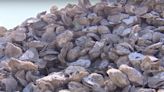 $5m worth of oysters wiped out after fresh rainwater overwhelms their Texas home