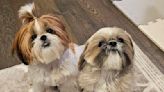 'Crazy Smart' Shih Tzu Puppy Uses Playpen as a Hamster Wheel to Roll Closer to Brother — Watch!