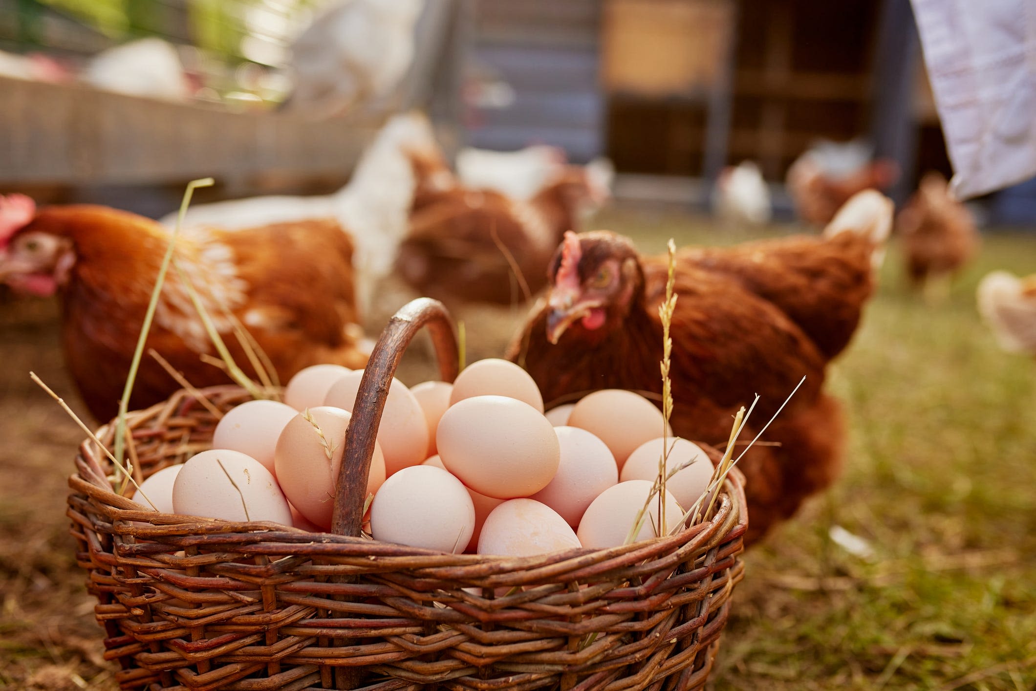 Do you own chickens? Here's how to protect your flock from bird flu outbreaks