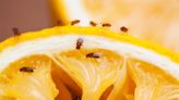 Do you have fruit flies in your Illinois home? Here’s how to get rid of the tiny pests