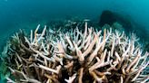 Thai sea temperatures hit ‘boiling’ record, bleaching almost all coral