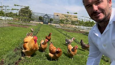 David Beckham is trailed by his chickens