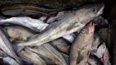 Fish biomass loss possible in Atlantic Canada amid rising emissions, researcher says