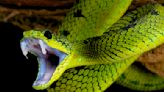 Warmer Global Temperatures Are Leading to More Snake Bites, According to New Research