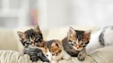 Bernalillo County in need of fosters for tiny kittens