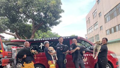瓦礫搜救犬IRO國際評測 中市全數通過