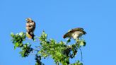 Chicago outdoors: Red-tailed hawk family and admiral butterflies