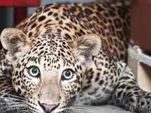 Expert shooter roped in to hunt ‘man-eater’ leopard