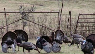 It’s spring turkey season in Nebraska