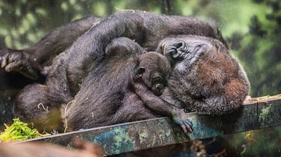 Infant gorilla debuts at Louisville Zoo with foster mother