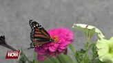 Families and friends honor loved ones at the Allen County Board of Developmental Disabilities' 3rd Annual Butterfly Memorial