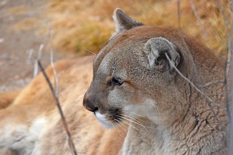 Colorado proposes new mountain lion management strategy as public interest in the species peaks