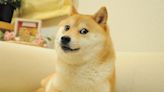 Kabosu, the Dog Behind the ‘Doge’ Meme, Has Died