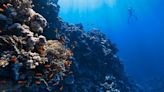 Ocean Acidification "Simplifies" Coral Structure