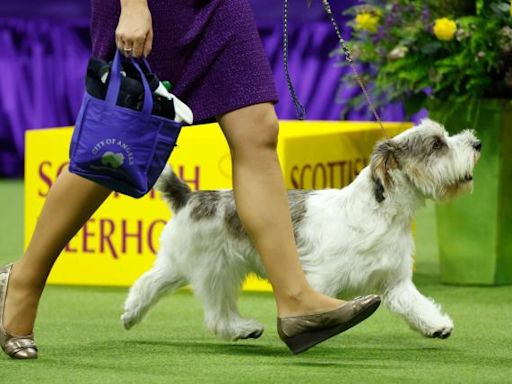 Westminster Dog Show tickets 2024: Prices, cost for full schedule in Queens, New York | Sporting News