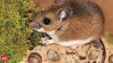 Hantavirus kills four in US: Know all about this rat-borne, incurable disease. Should India be worried?