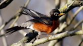 Robins are set to return to New Jersey, providing a sign of spring. Or is it?