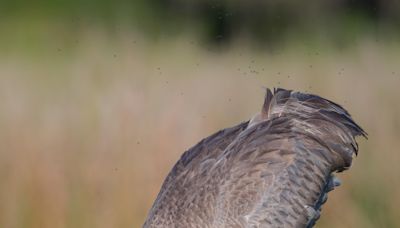 Gus Malzahn, UCF Knights football embrace sandhill crane as recruiting 'Bat-Signal'. Here's the story.