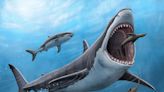 Tooth analysis confirms the megalodon - a huge ancient shark - was warm-blooded