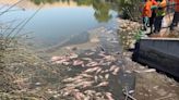 Some 1,000 fish killed by heat wave in Fremont's Lake Elizabeth