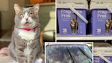 Streets to the catwalk: Kitty rescued from brink of death now a Target model