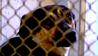 'We are extremely over capacity': Overcrowding issues plague local animal shelters