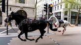 UK military horses injured after bolting across London in April recovering from injuries