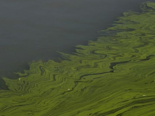 Harmful algae blooms hit Nevada's lakes, but new tools help push back