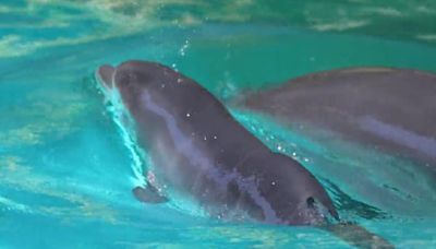 Discovery Cove Orlando has a new baby dolphin: How you can help name her