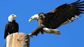 Bald Eagle pair finds homes in Mesa, Gilbert