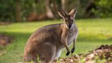 Alvejados e atropelados: Austrália investiga matança de 65 cangurus