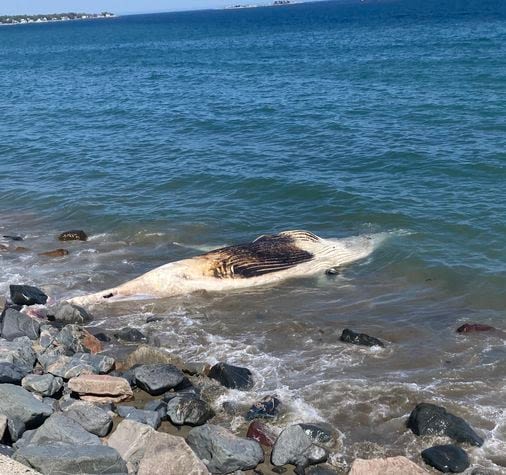 Humpback whale washes up on on Swampscott Beach; second time in a month on the North Shore - The Boston Globe