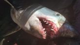 Seven-foot shark washes up on Spanish beach