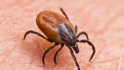 What to know about the rise of tick-borne anaplasmosis in Canada