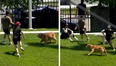 Victorious Golden Retriever Catches Home Run Ball & Expertly Avoids Capture