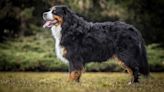 12 of the Biggest Dog Breeds in the World