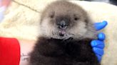 Day-Old Baby Otter Saved from 'Unusually Dramatic' Orca Attack in Alaska