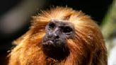 Once nearing extinction, Brazil's golden monkeys have rebounded from yellow fever, scientists say