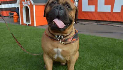 Steelers Rival Browns Called on to End Live Mascot Tradition