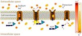 Membrane transport protein