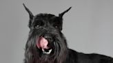 Moment Giant Schnauzer Meets a Mini Version of Himself Is Impossible to Resist