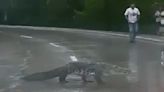 Crocodiles spotted swimming in Mexico cities after horrific flooding