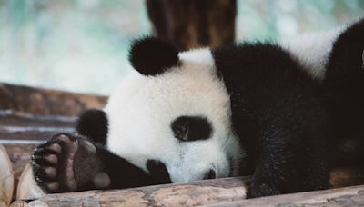 ‘Pandas’ at zoo turn out to be dogs