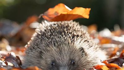 Gardeners urged to make simple change in fences before summer ends