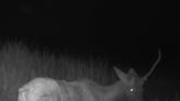 'Unicorn' caught on trail camera at Arizona national park