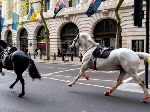 可憐！英國皇家軍馬滿身血在倫敦市區奔逃