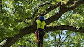 Homewood arborist reaches rare height at statewide tree climbing competition
