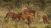 Indignación en La Pampa: cazadores furtivos mataron ocho ciervos de una reserva protegida