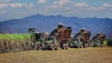 Dicen en el campo: granos en Chicago en el sube y baja; cátedra sobre el maíz; Angus y zafra a full